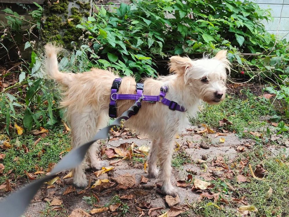 kleine hond adopteren