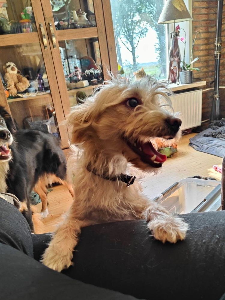 kleine hond teefje ter adoptie