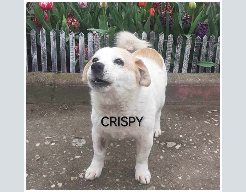 crispy hondje klein