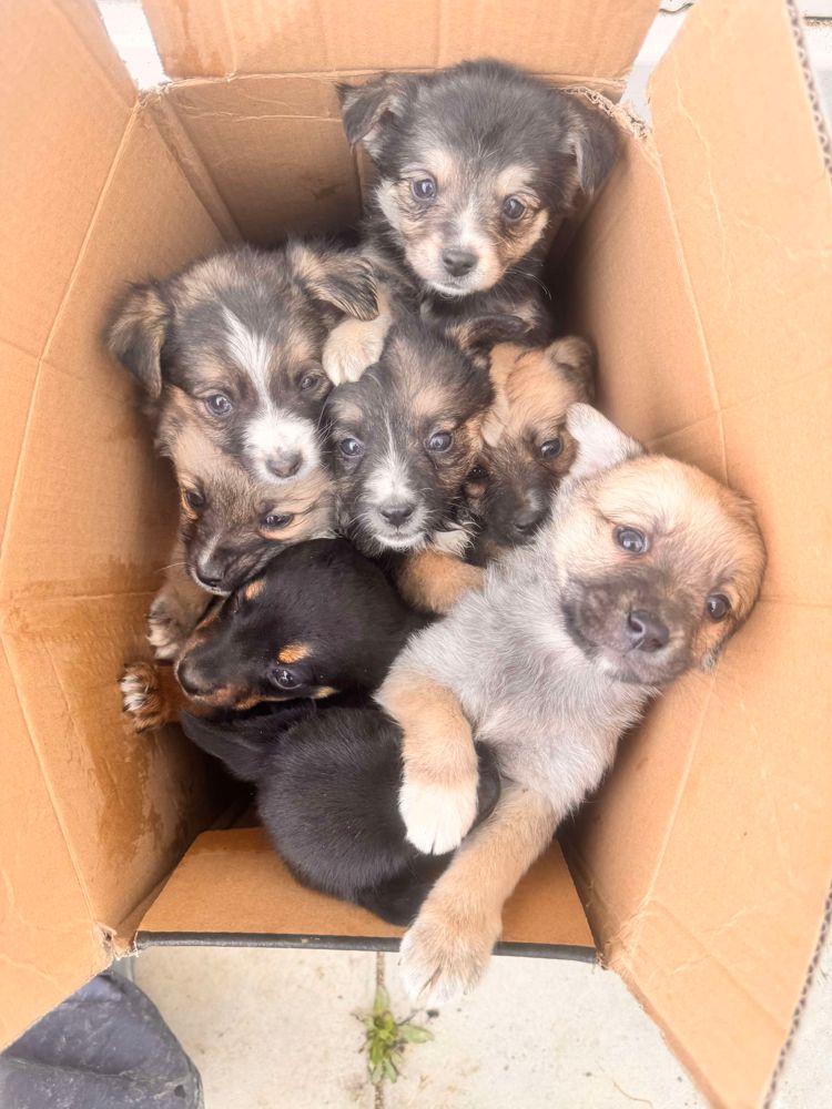 pup uit het buitenland adopteren