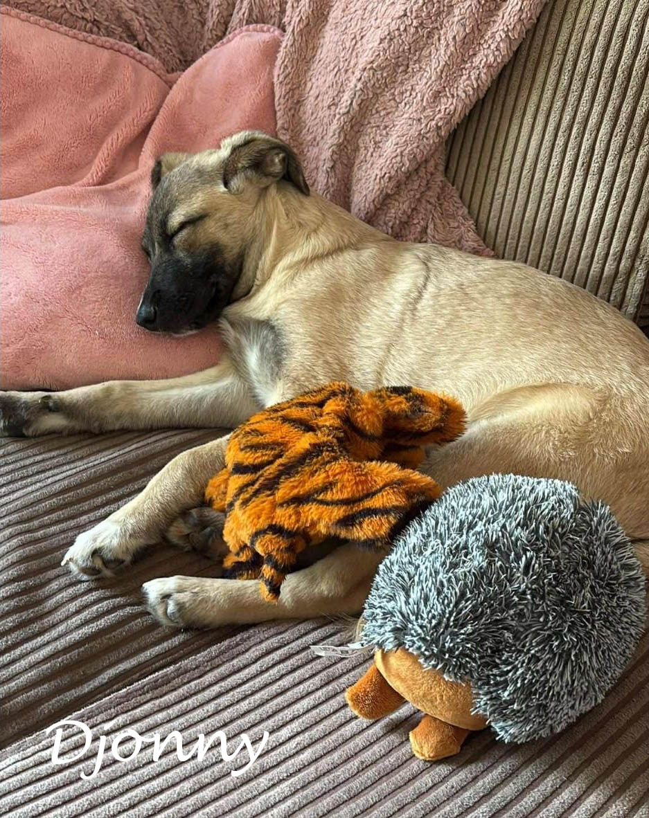 kleine hond adopteren