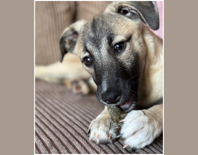 herplaatsing kleine hond