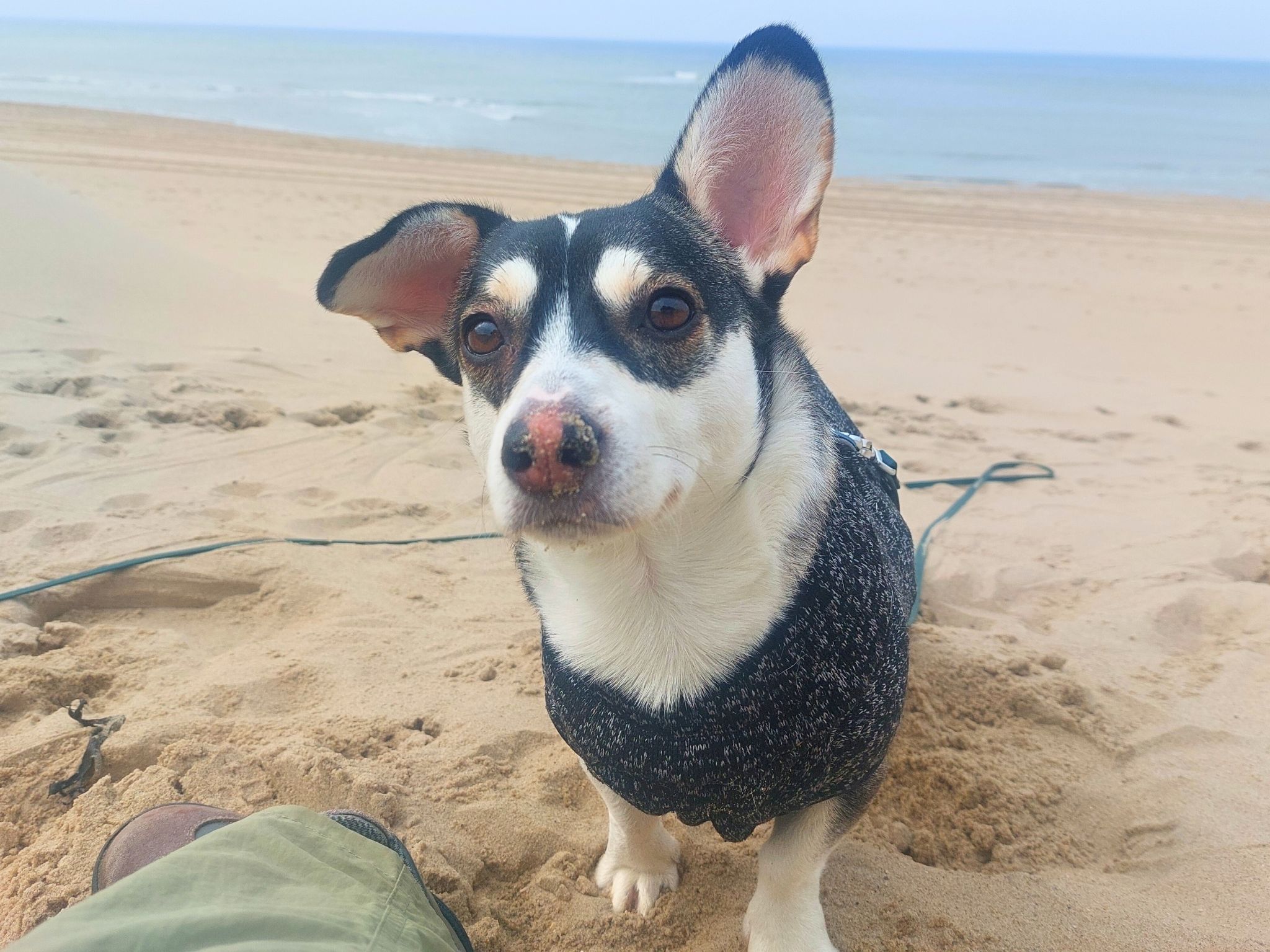 jonge hond adopteren nederland