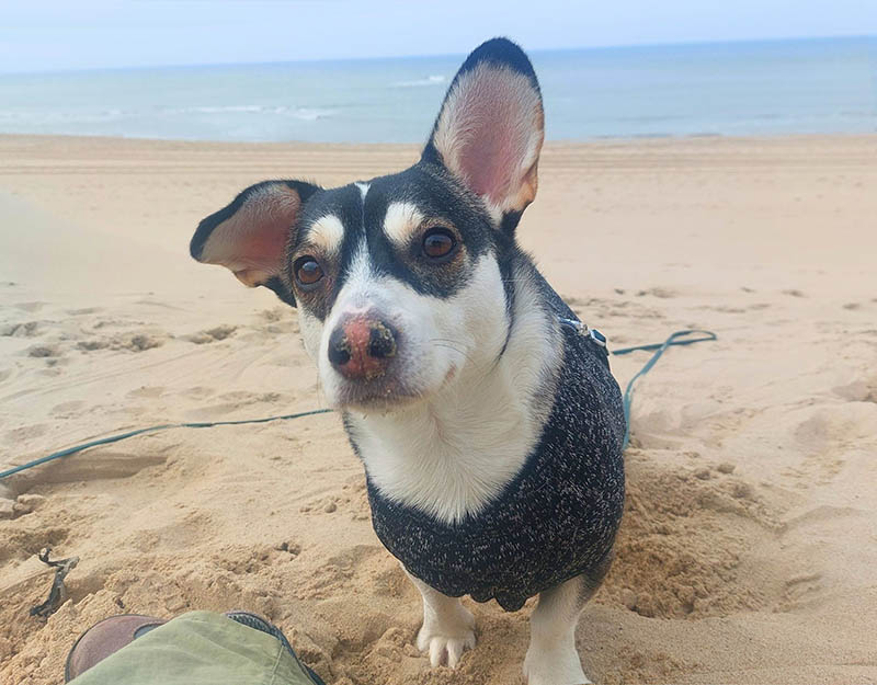 jonge hond adopteren uit roemenië