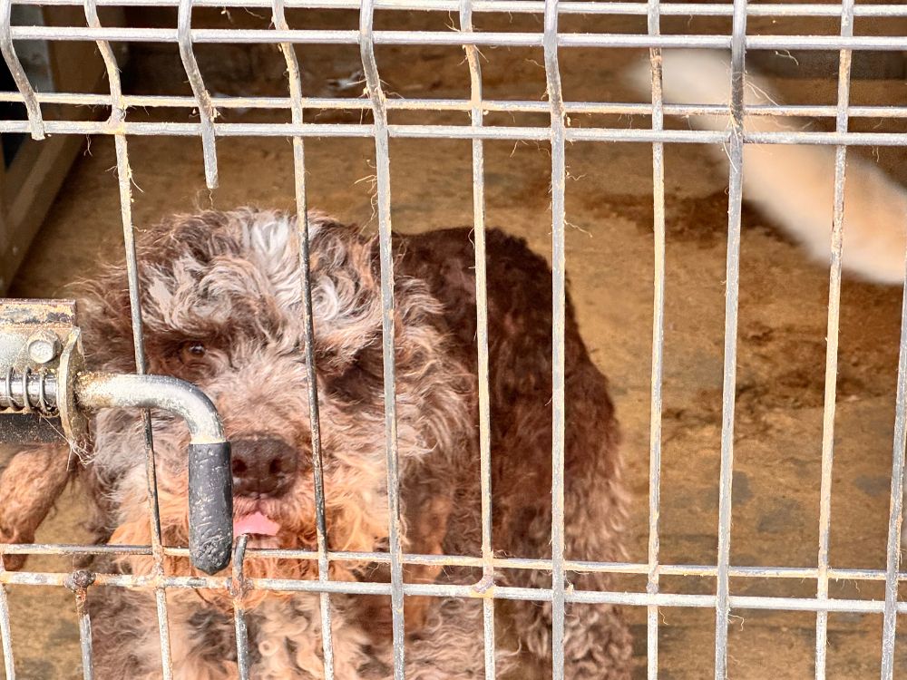 buitenlandse hond adopteren waterhond
