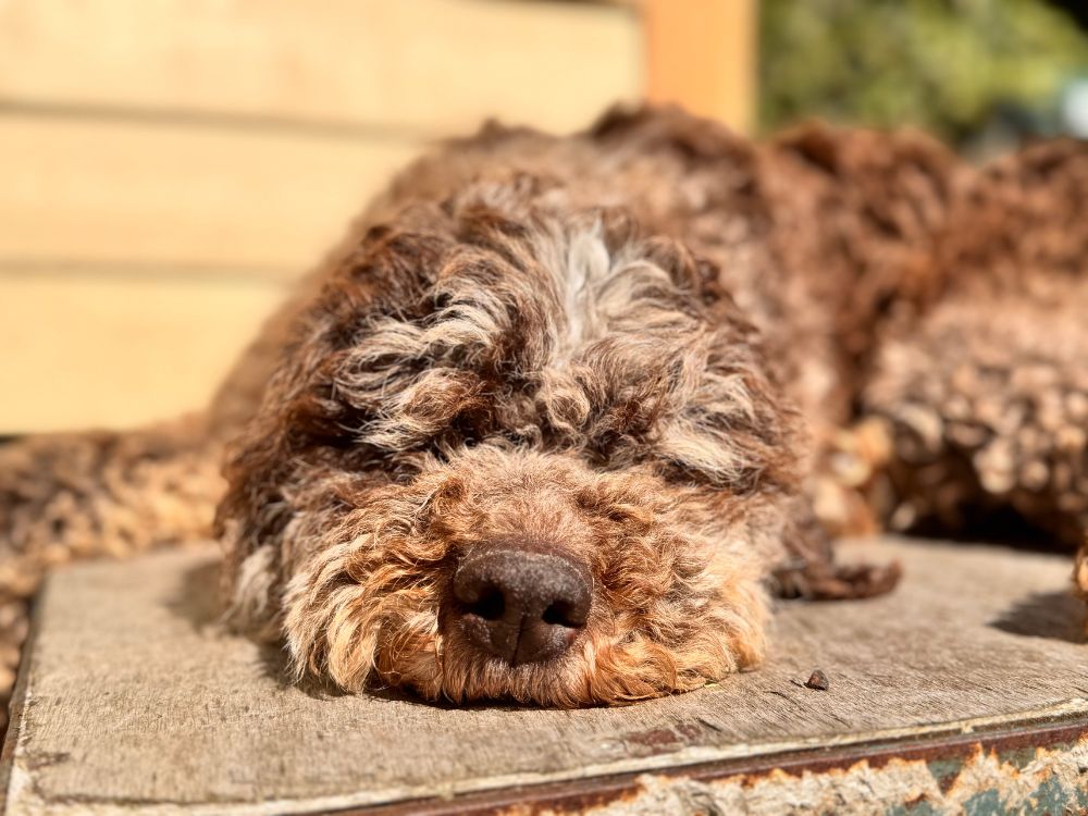 waterhond adopteren