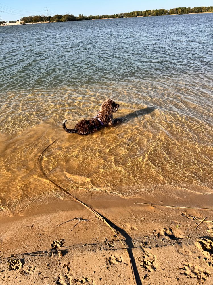 waterhond adopteren