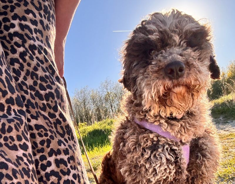 hond adopteren waterhond