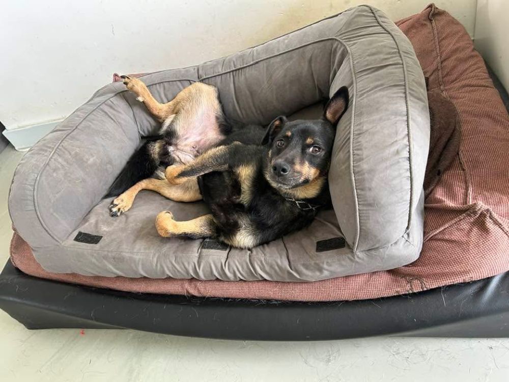kleine hond adopteren in nederland