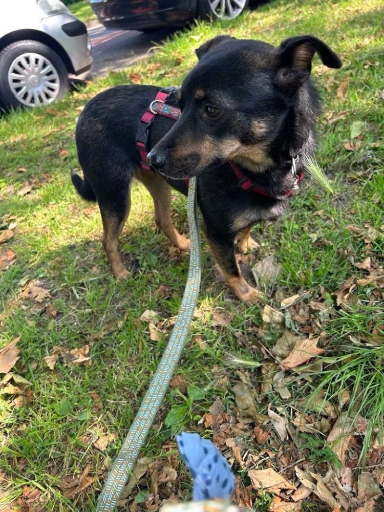 kleine hond adopteren in nederland