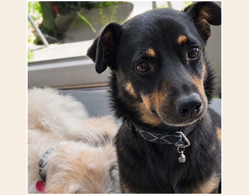 kleine hond adopteren