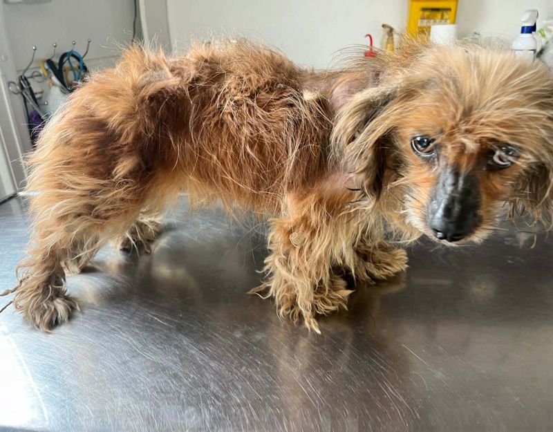 roemeense hond adopteren