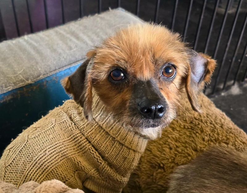 roemeense hond adopteren
