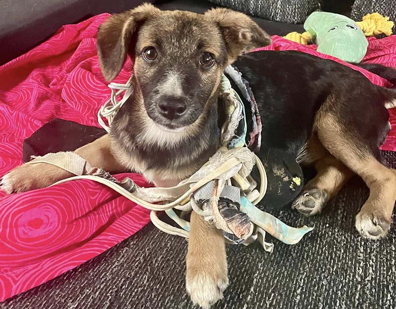 puppy adopteren