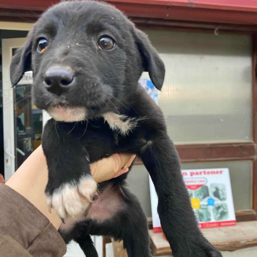 buitenlandse hond adopteren