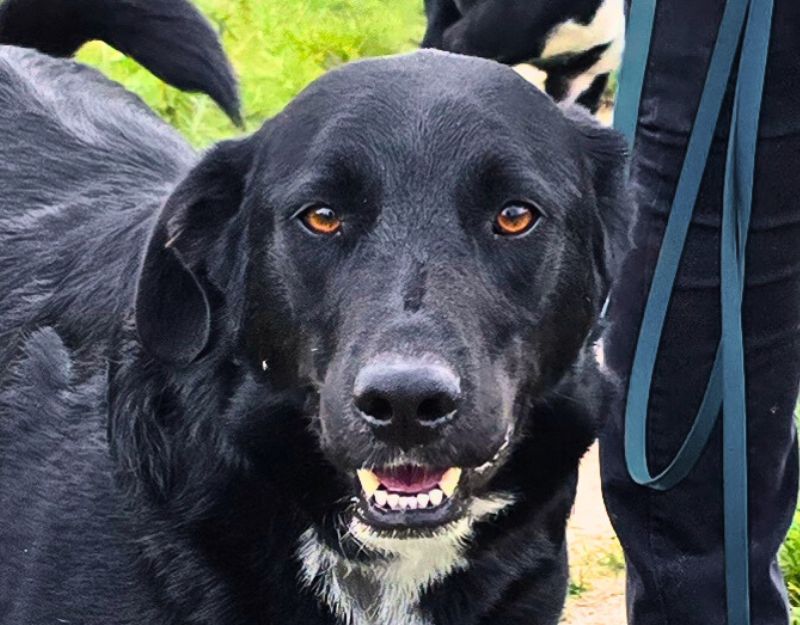 grotere hond adoptere