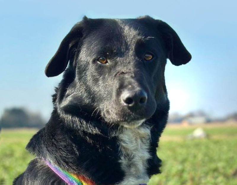 labrador type hond adopteren