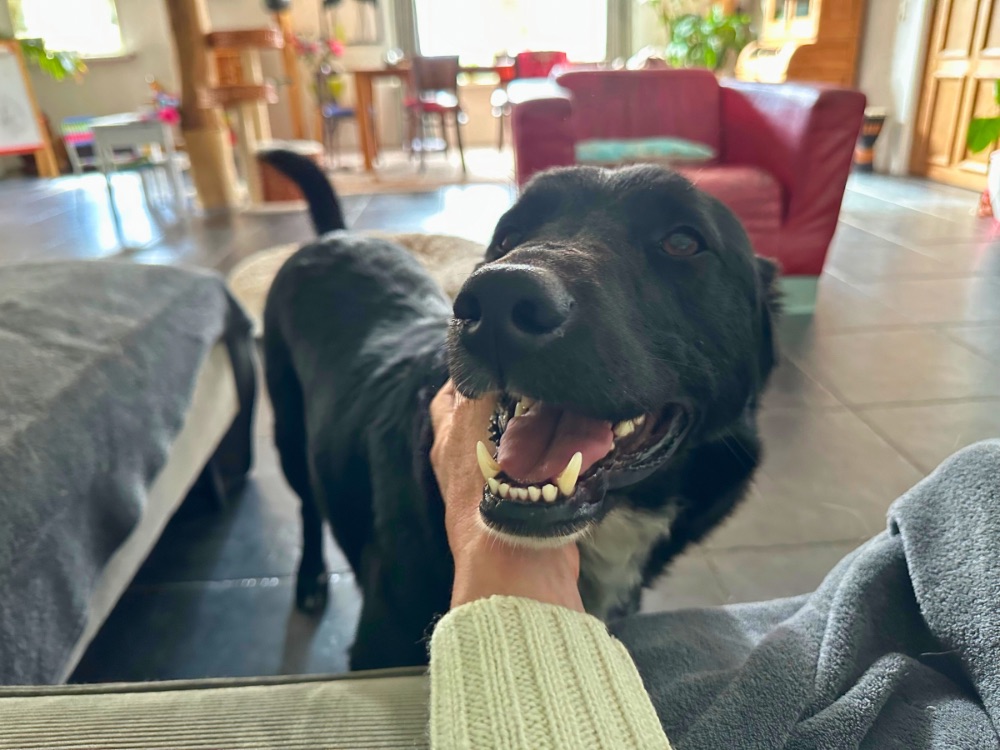 kruising labrador hond adopteren