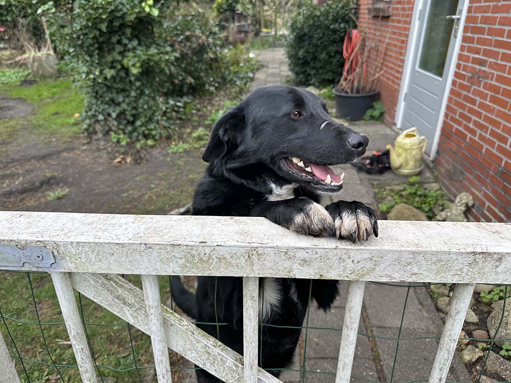 labrador hond adopteren
