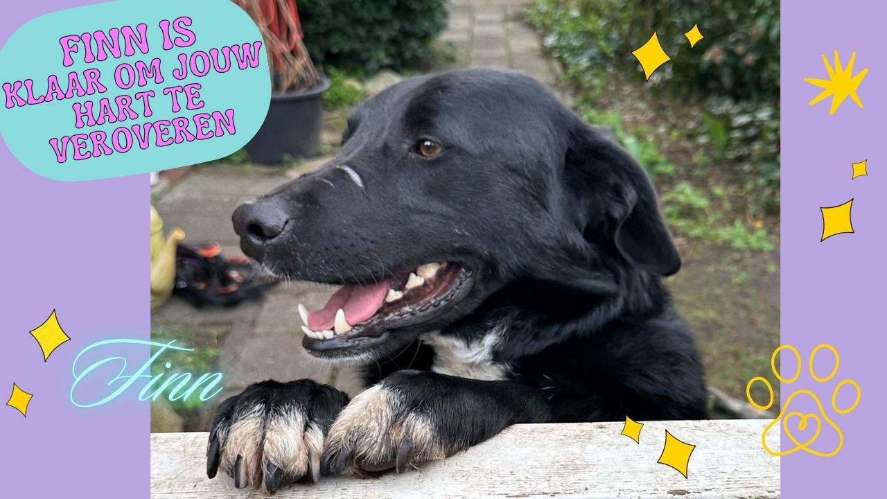 kruising labrador hond adopteren