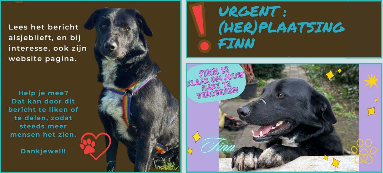 urgent herplaatsing hond