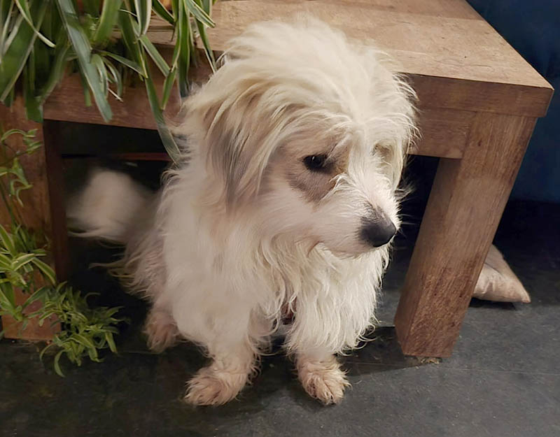 kleine hond adopteren nederland