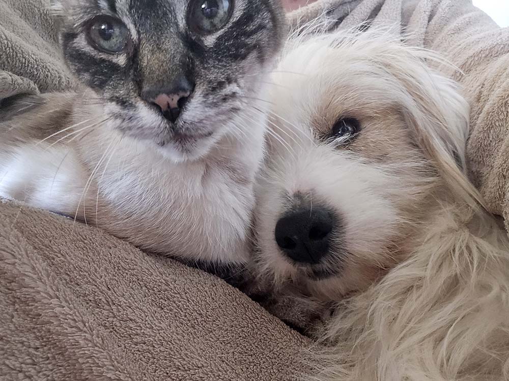 kleine hond adopteren
