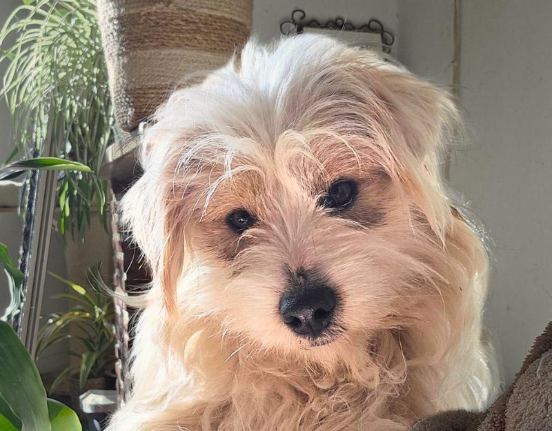 kleine hond adopteren nederland