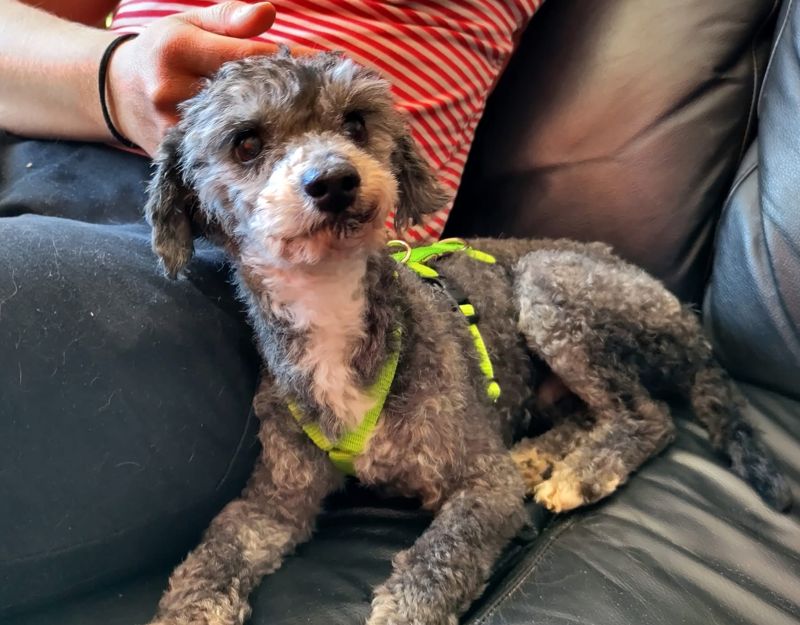 senior hond in nederland