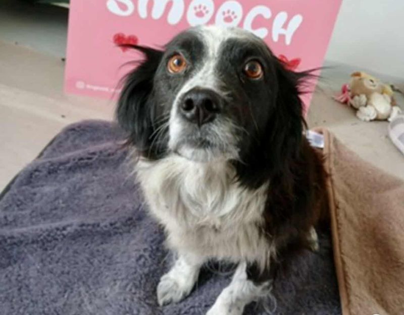 roemeense hond adopteren