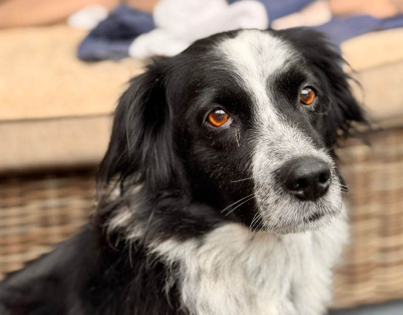 kleine hond teefje adopteren