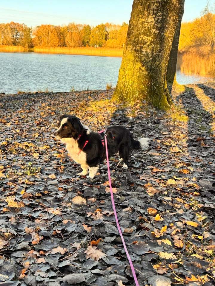 kleine hond asiel adopteren