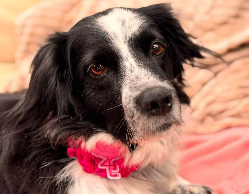 kleine hond teefje adopteren