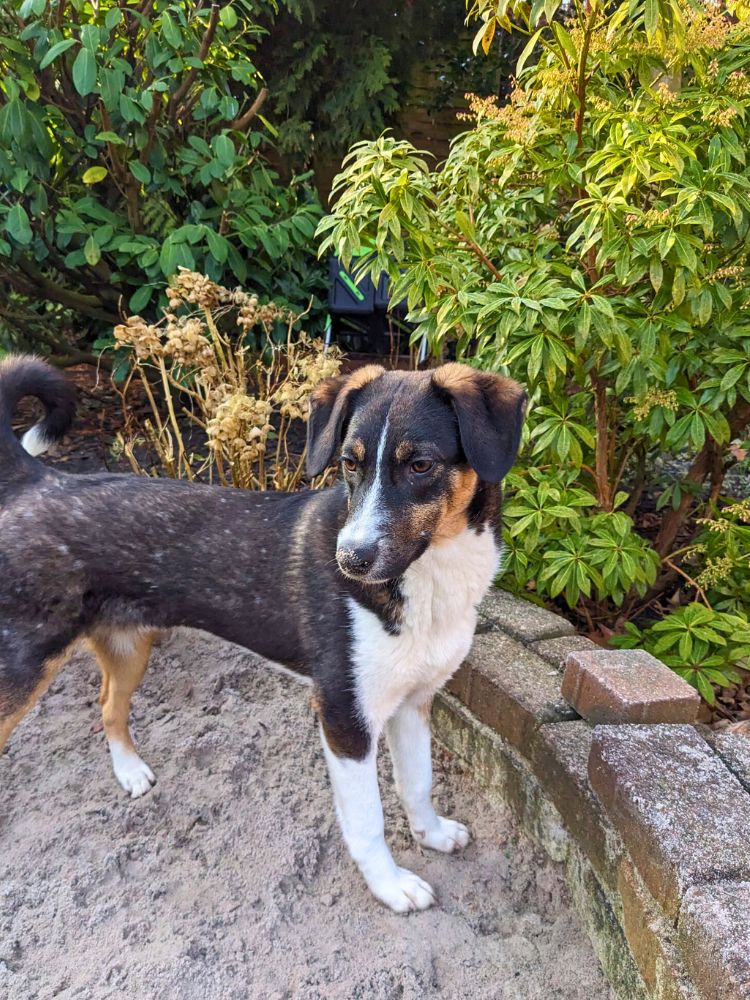 jonge hond adopteren nederland