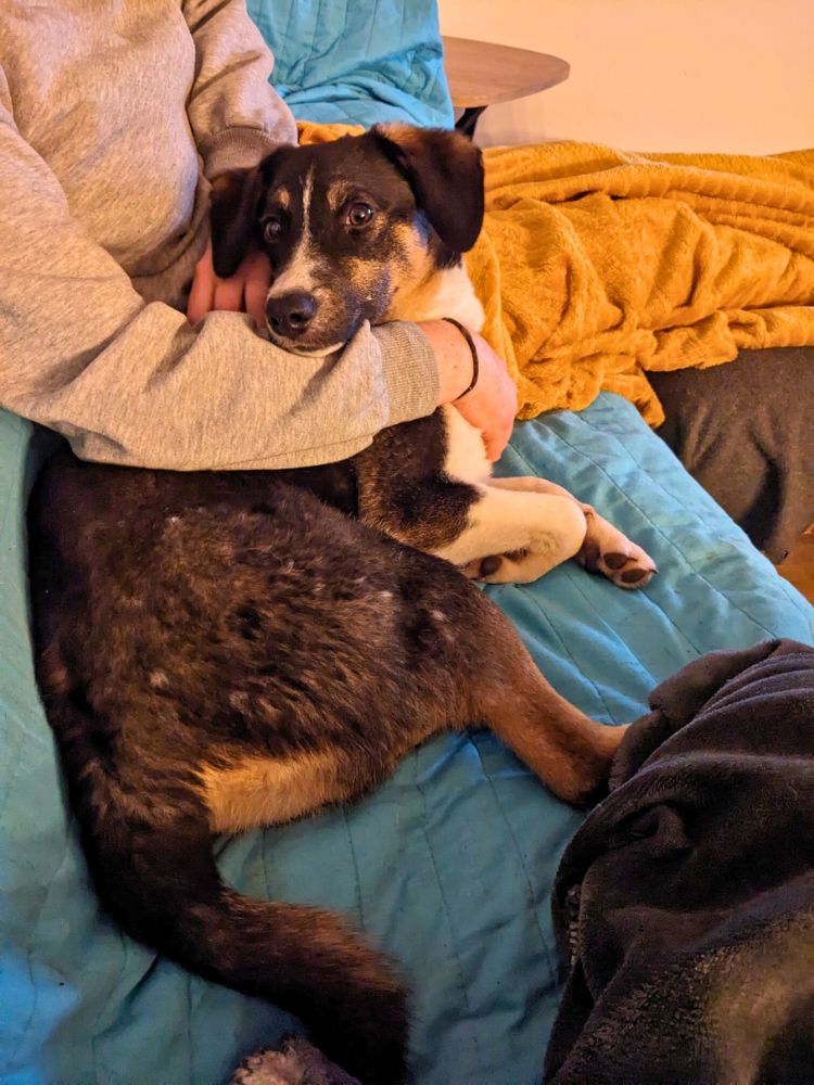 jonge hond adopteren nederland