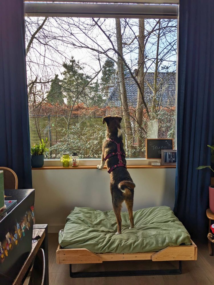 jonge hond adopteren nederland