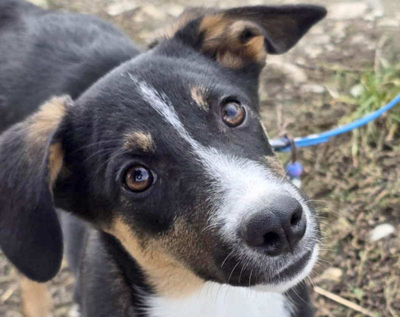 hond adopteren in nederland