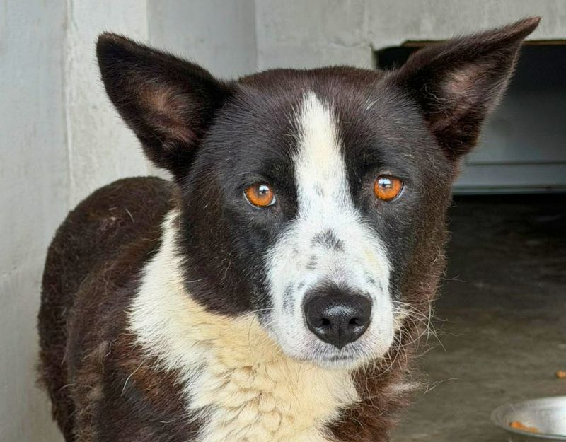 nederland kleine hond