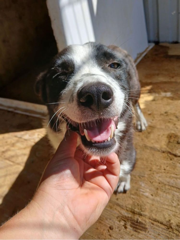 kleine hond asiel