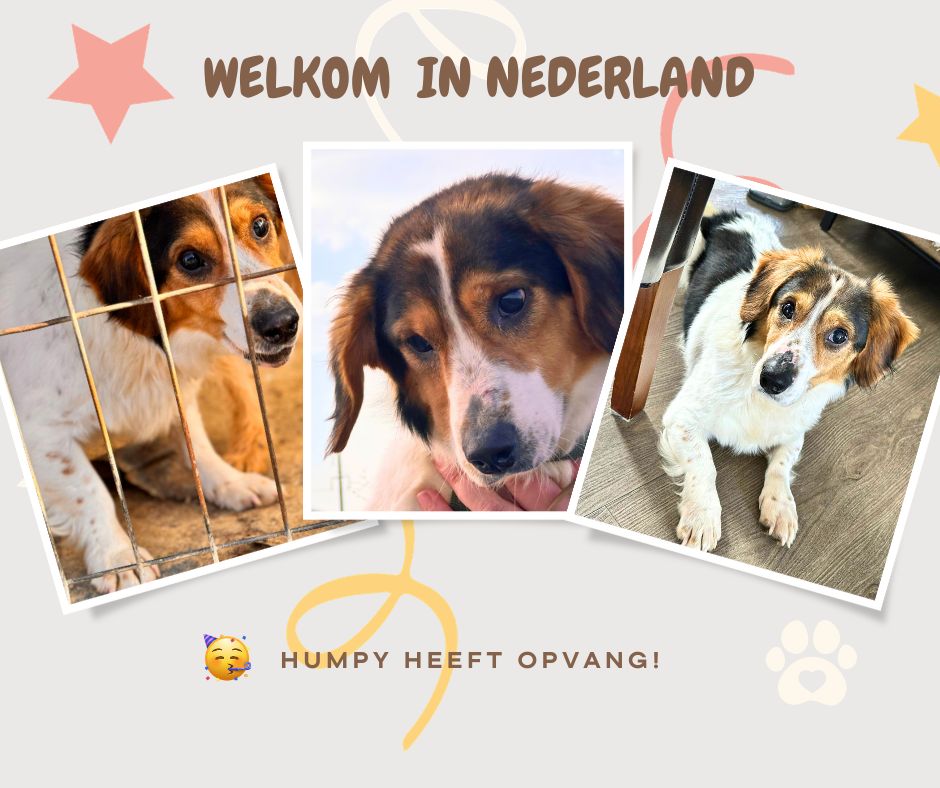 kleine buitenlandse hond adopteren