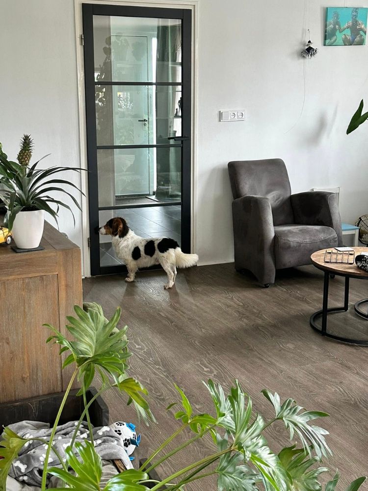 blinde kleine hond adopteren