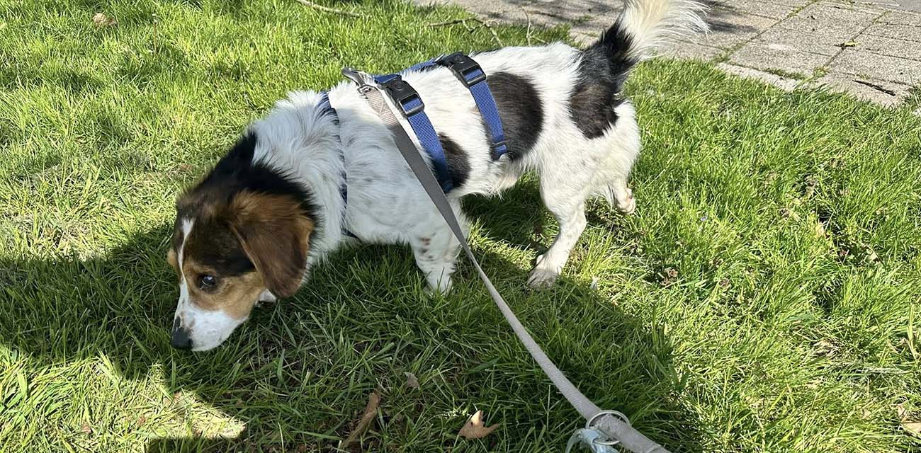 buitendlandse hond adopteren