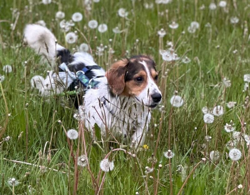 kleine hond adopteren