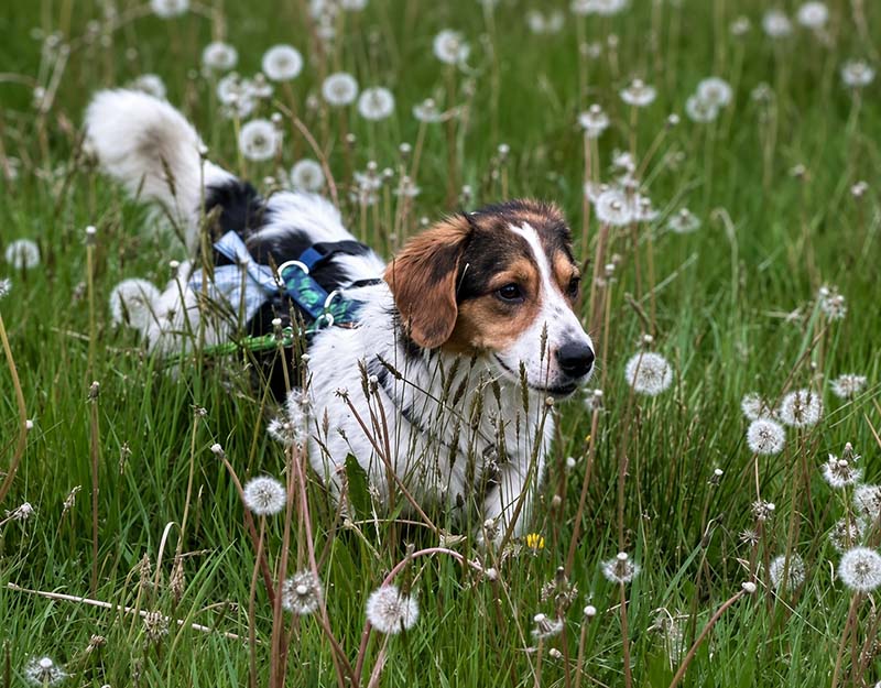 kleine hond adopteren