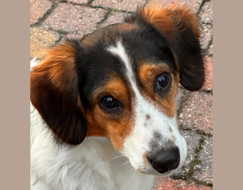 kleine hond adopteren