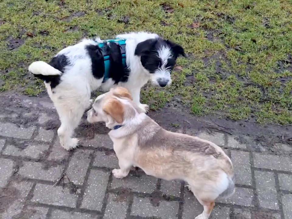 pup in nederland adopteren