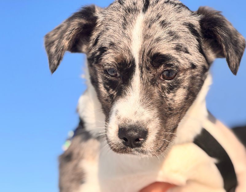 hond adopteren uit roemenie