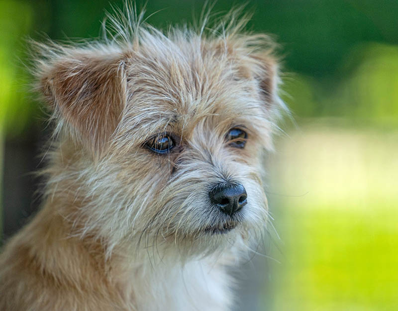 puppy in nederland adopteren