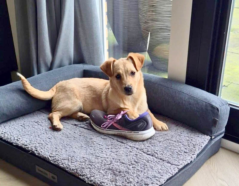 hond adopteren nederland