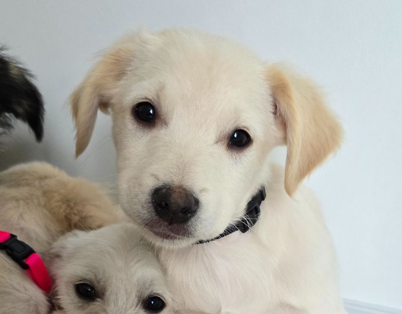 jonge hond adopteren